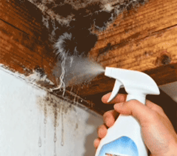 Alcuras® Fast Acting Anti-Mold Wall Cleaner Spray